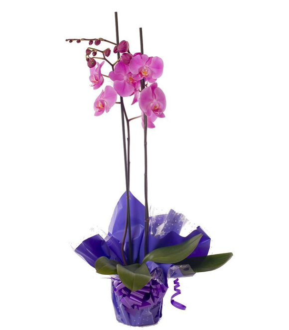 Regala orquídeas con La Botella de Nur